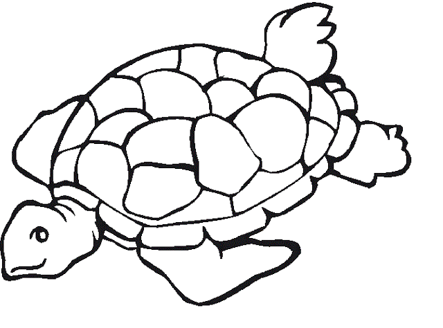 Turtle Cartoone Colour Drawing HD Wallpaper