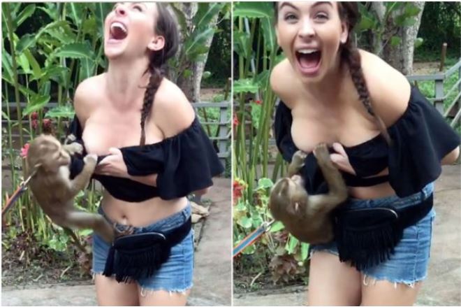 elefant Pædagogik Ministerium Monkey Captured Pulling Down Woman's Top, Exposing Her B00bs (Photos) »  Naijaloaded