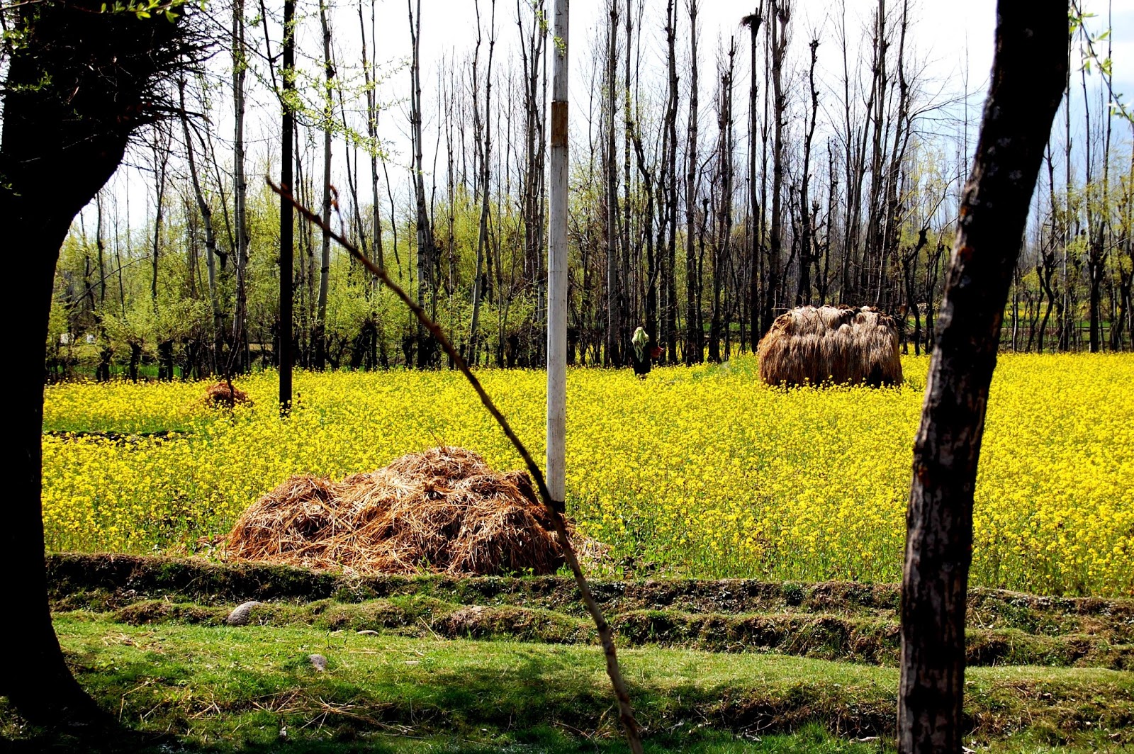 CHINAR SHADE MUSTARD FLOWERS BLOOM IN SPRING SEASON OF KASHMIR