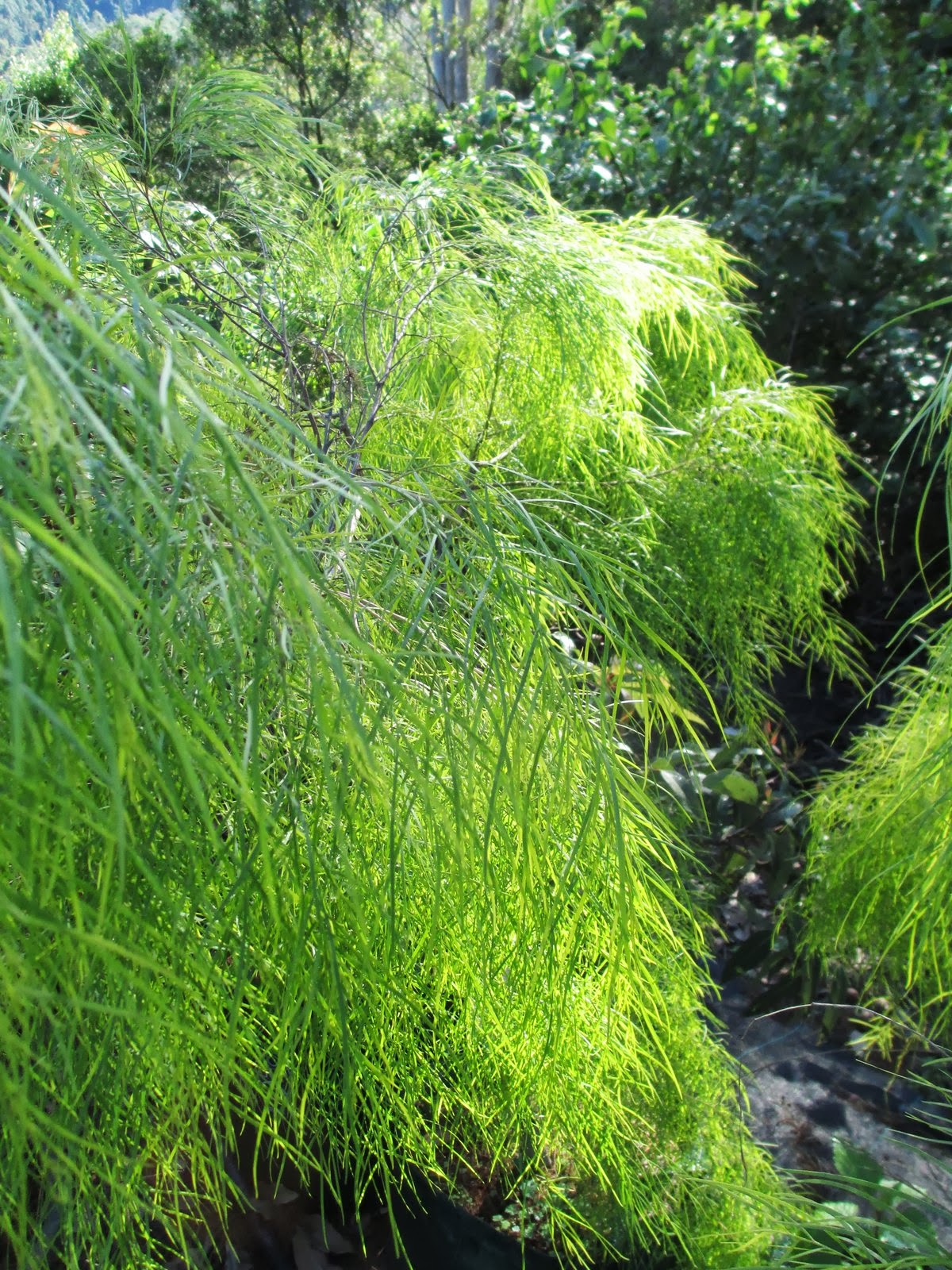 Gondwana Nursery Acacia Lime Magik amazing foliage, hardy in most situations