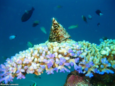 Gili Air, Indonesia, Hans Reef, reef scene