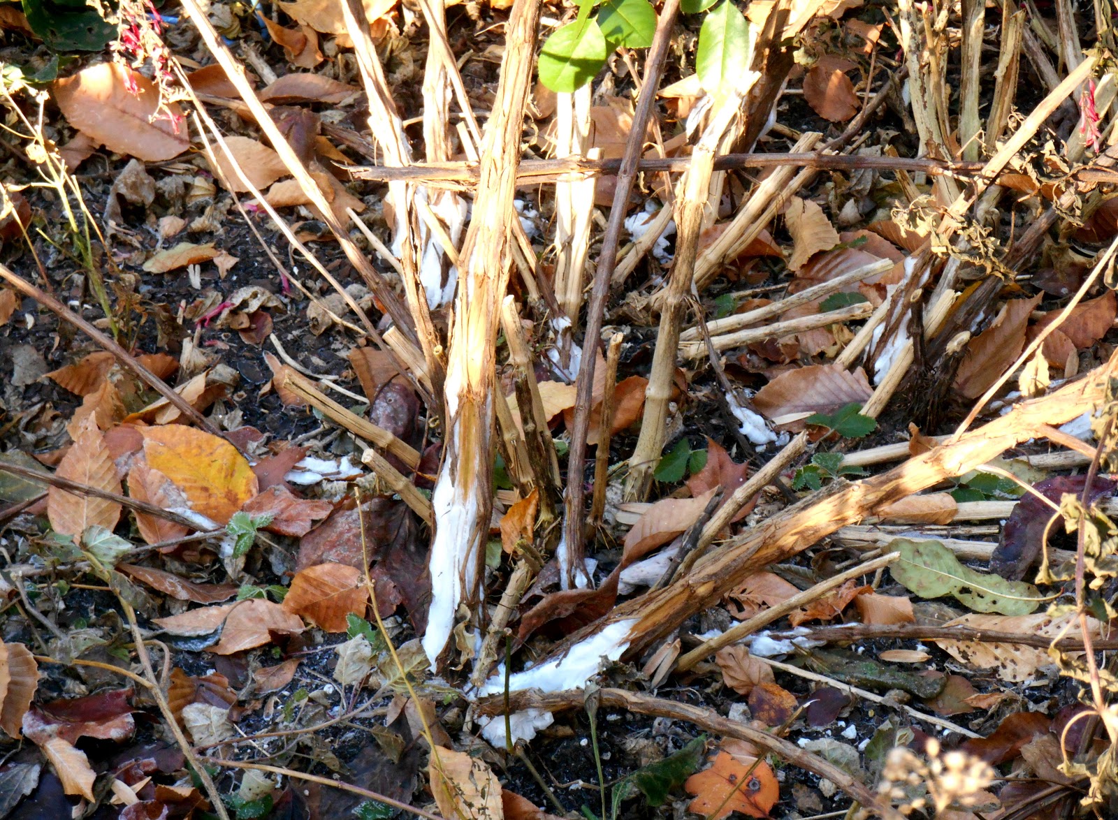 The butterfly garden this morning revealed ice quotgrowingquot out of our
