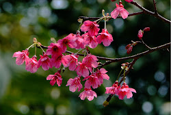 flores bonitas imagenes naturales rosas imagui plantas fuchsia jardines frases imajenes alla jardin mas mas colinas imagenes