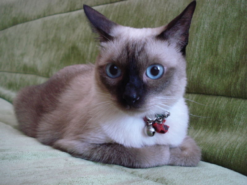 Siamese Rescue The Ultimate Friend (UPDATE) Siamese Cats And Kittens