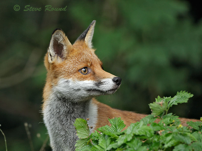 fox, mammal, nature, wildlife