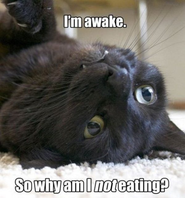 animal pictures with captions, lolcats, i'm awake
