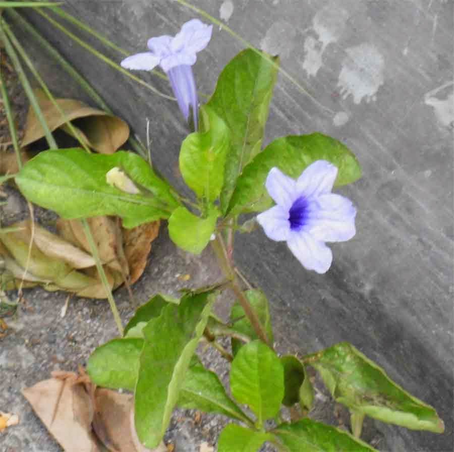Pletekan ( Ruellia tuberosa L. )