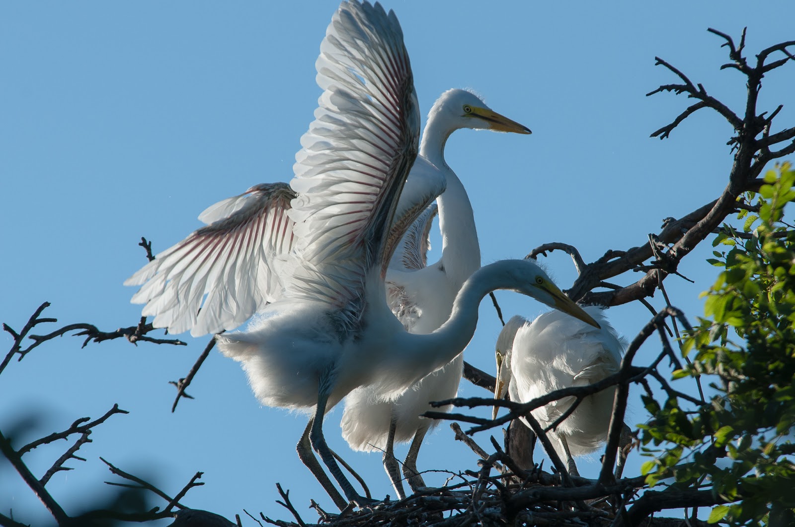 A Tree Falling: UT Southwestern Medical Center Rookery: May 2015