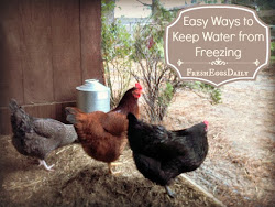 winter water chickens keep freezing ways chicken easy five fresh eggs daily care keeping during frozen posts taking ten simple