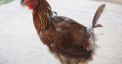 losing feathers why its