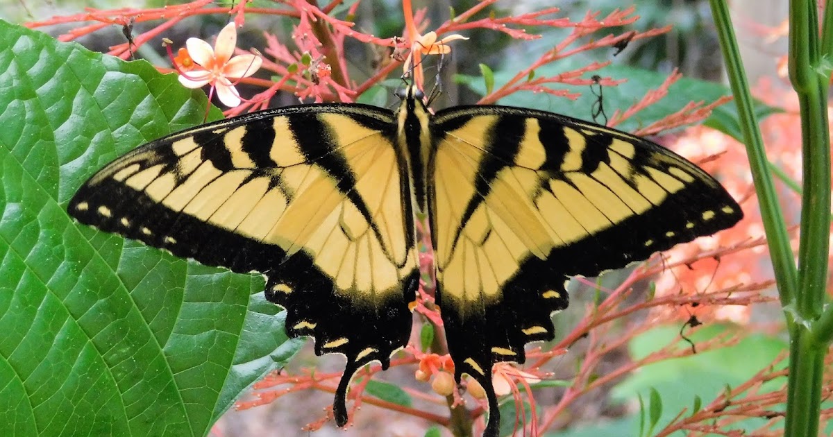 Garden On Fourth Street Central Florida...Butterflies & Blooms