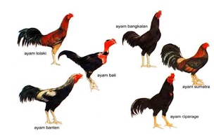 Keanekaragaman gen pada hewan ayam Keanekaragaman gen pada hewan ayam