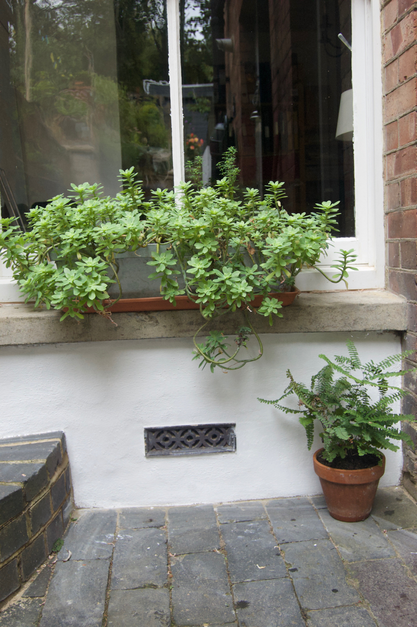 Lime putty limewash on lime render it's so easy