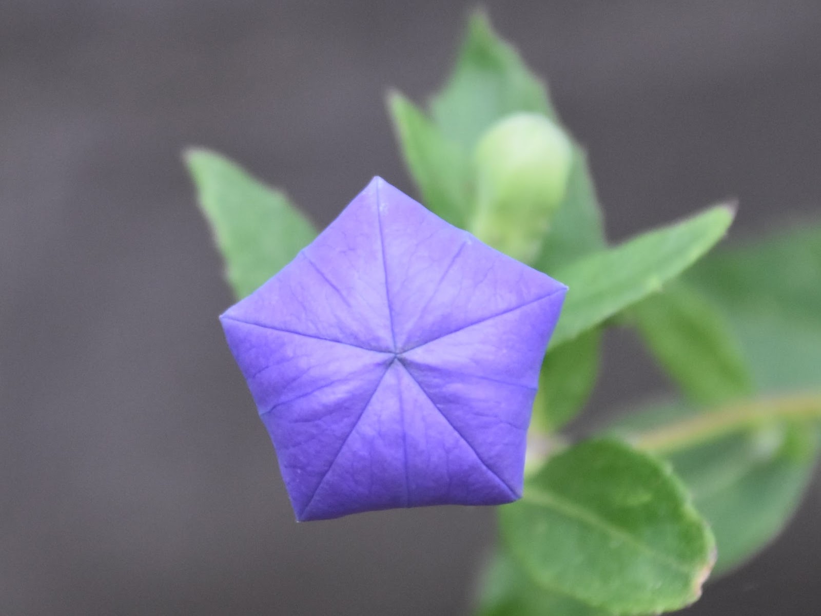 写真帳 Kariyadagawa 6月 キキョウは秋の花か
