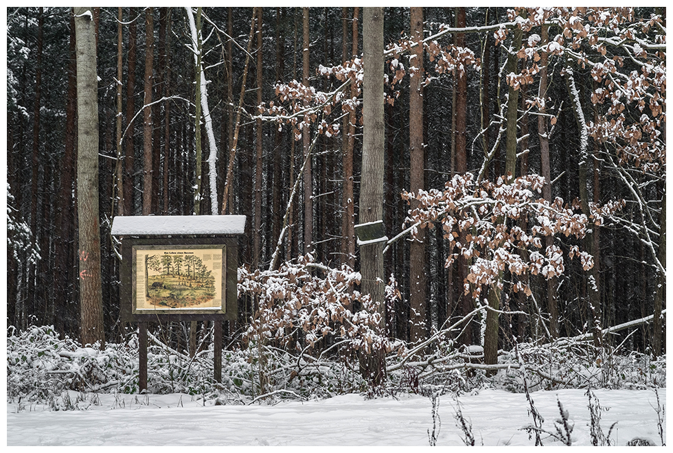 ZEITZER ANSICHTEN Fotoserie Winter im Zeitzer Forst