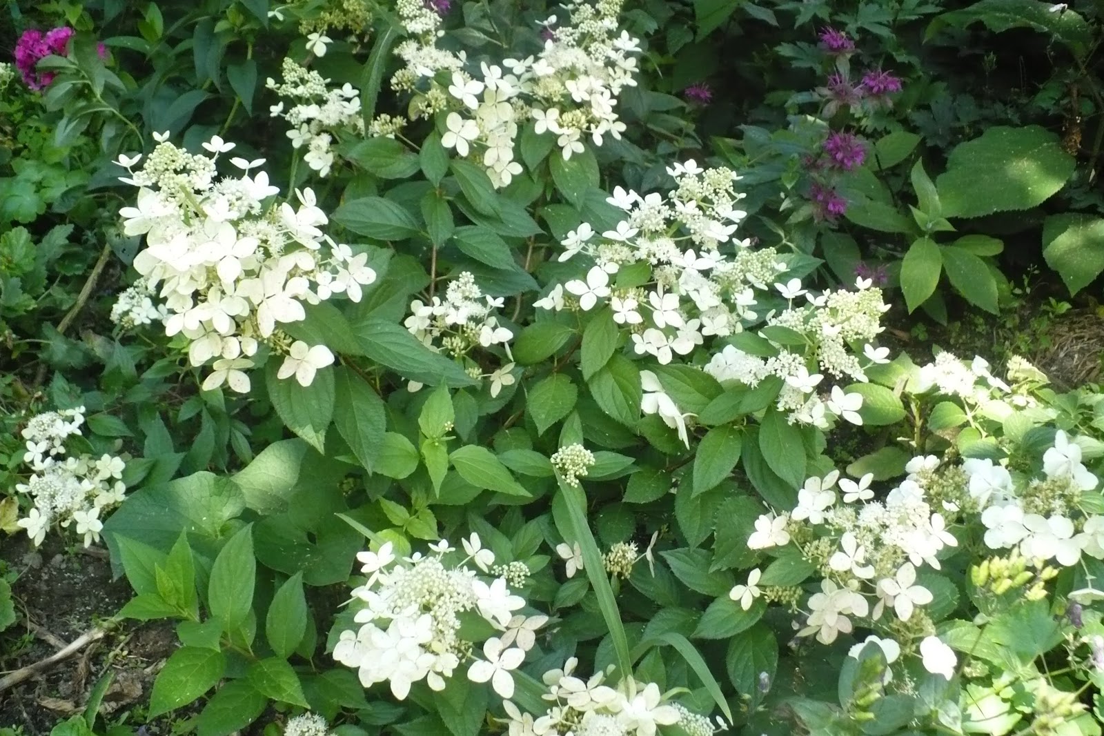 Hydrangea, Hortensja Hydrangea paniculata (Hortensja bukietowa