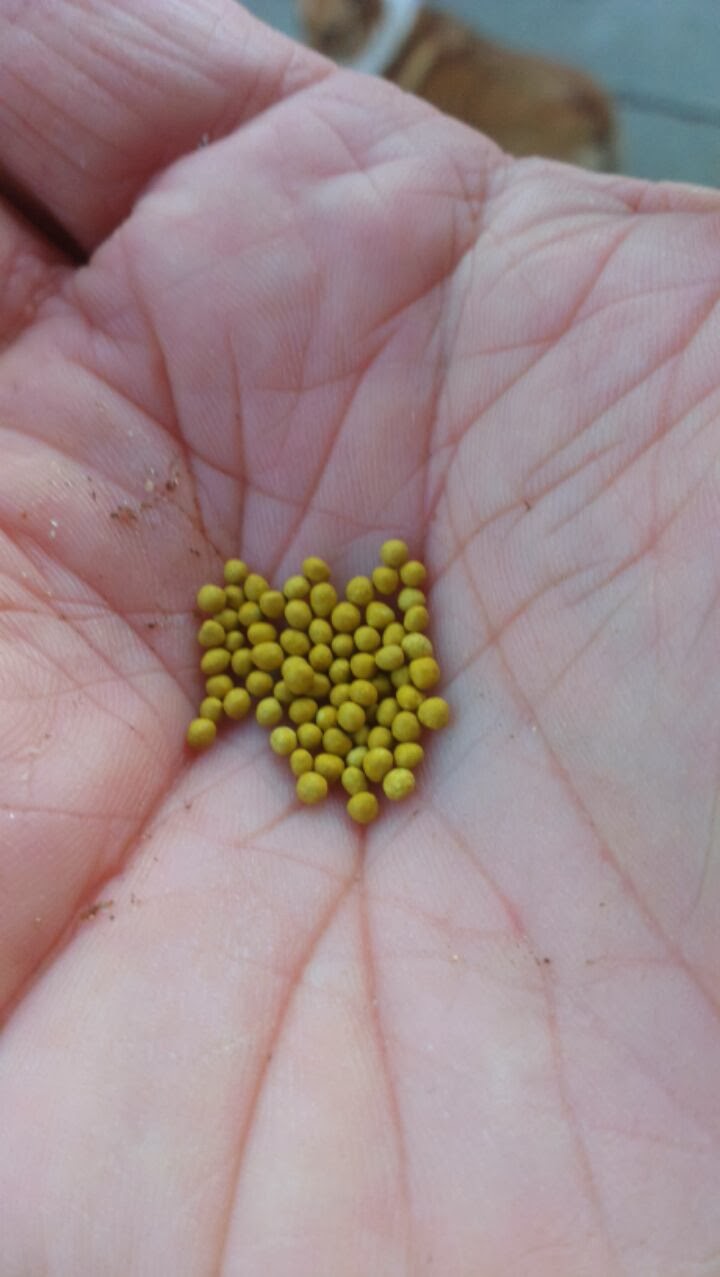 A Farmboy stuck in the city Fox Farm Riverside CA Planting