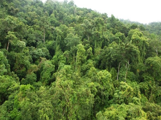 wert: 3단원 1. 열대 우림 지역에서의 생활