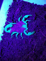 Texas cave scorpion with babies UV glow