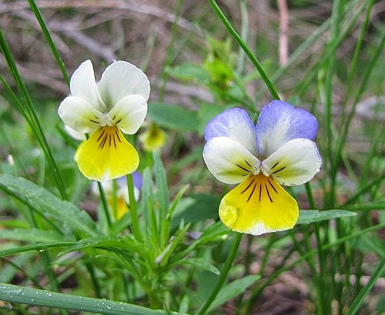 Fiołek trójbarwny (Viola tricolor L.).