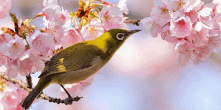 pleci asal jepang pleci asal jepang, pleci jepang