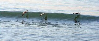 pelicans on wave pelicans on wave