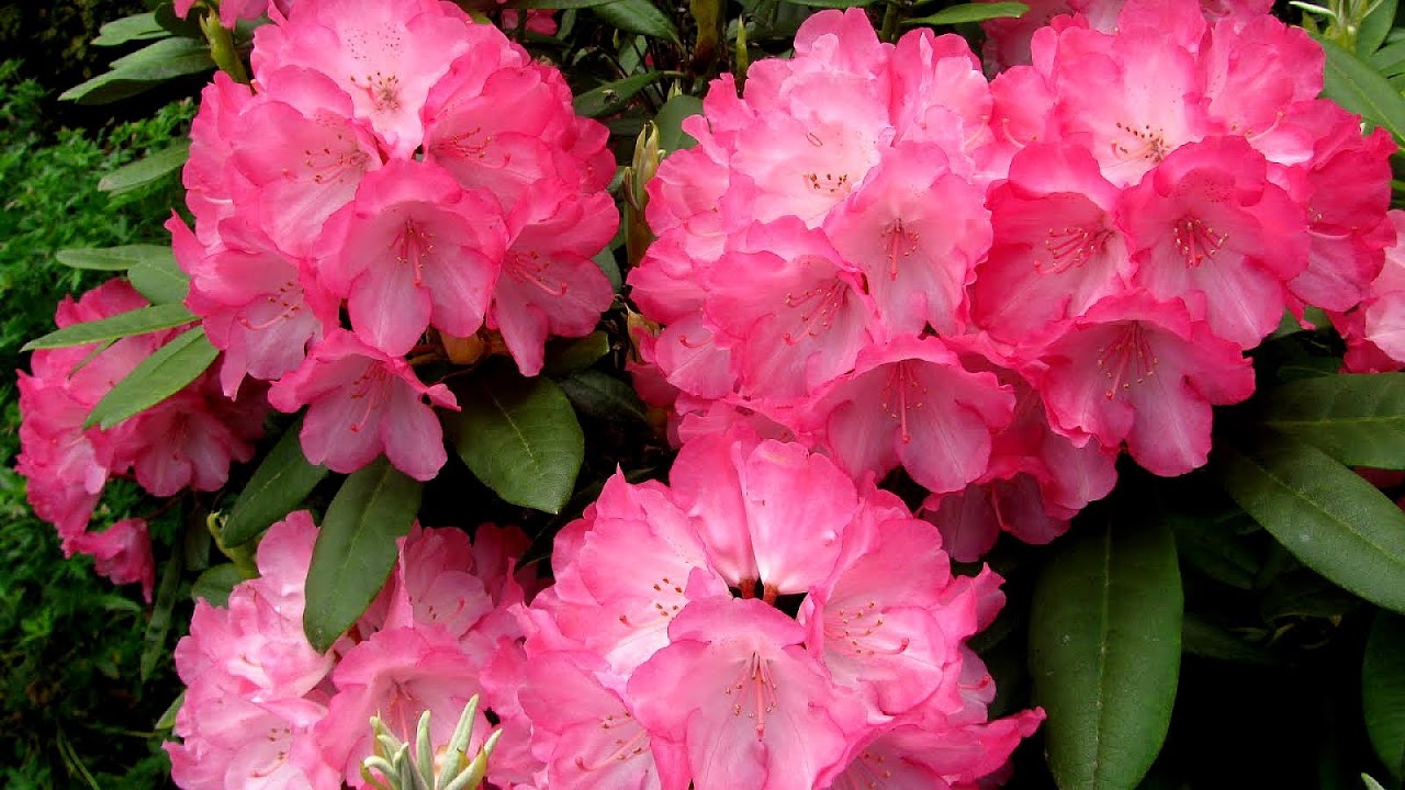 Washington State Flower Flower Choices