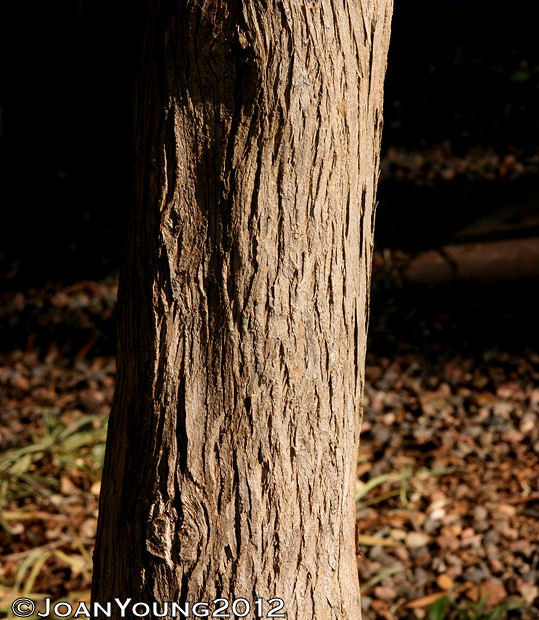 Natures World of Wonder Real Yellowwood (Podocarpus falcatus)