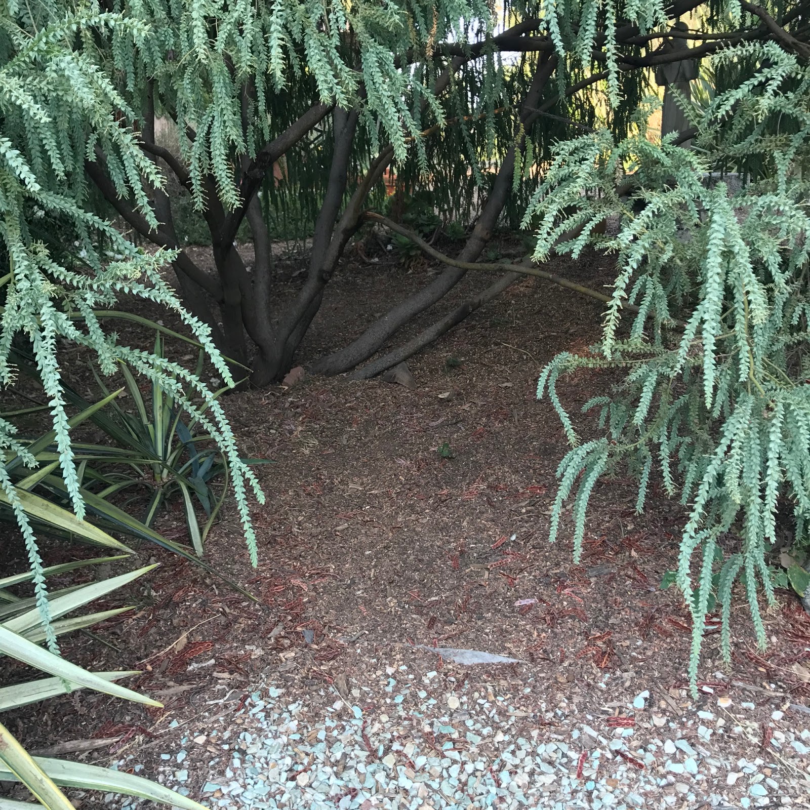 H*Mac my photographic journal Arlington Gardens