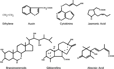 Plant hormones short notes