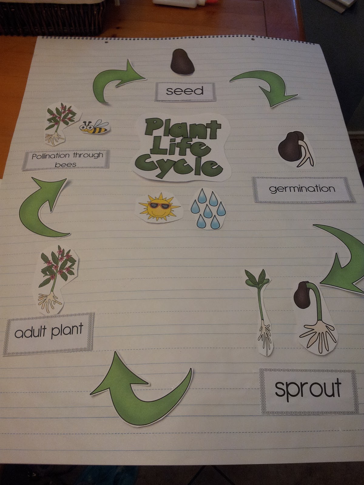 The Crazy Pre-K Classroom: Plant life cycle fun!