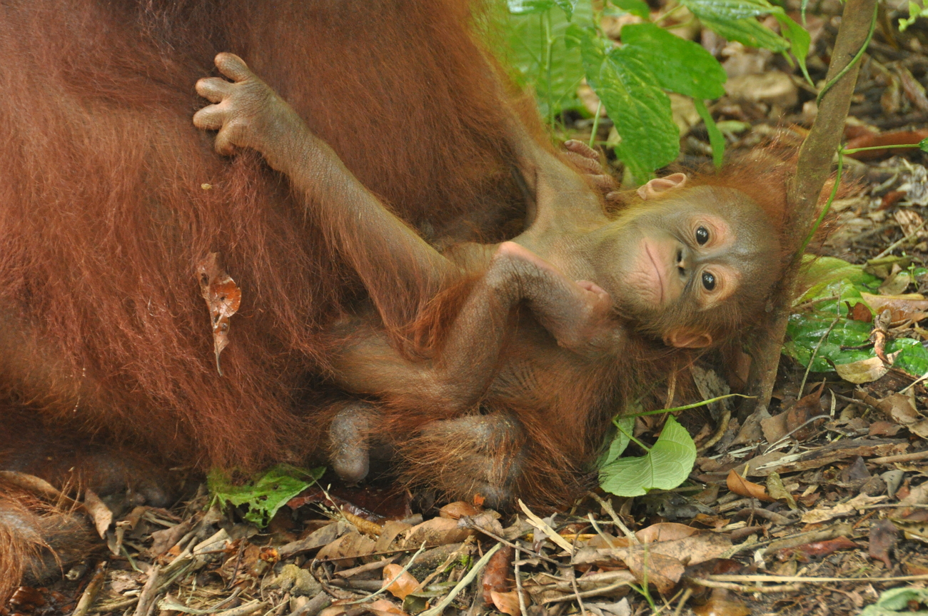 Видео с малышом орангутана