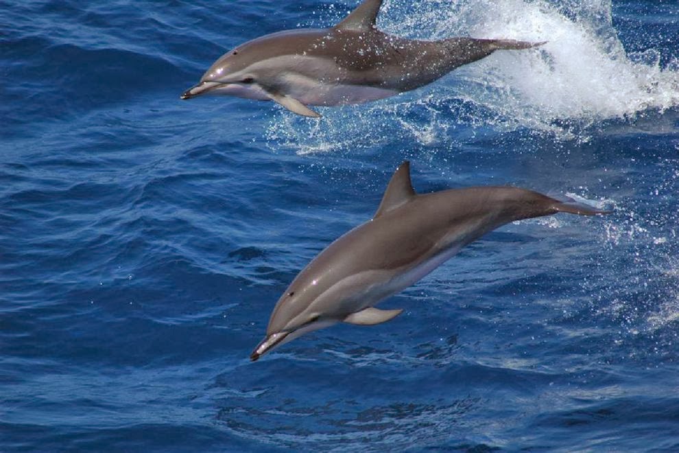 MUREX EL ORIGEN DEL DELFÍN CLYMENE