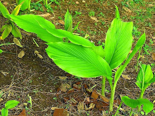 Temu Lawak merupakan tumbuhan obat yang banyak di tanam di Indonesia dan Juga Asia tenggara Manfaat Dan Khasiat Temulawak Untuk Kesehatan
