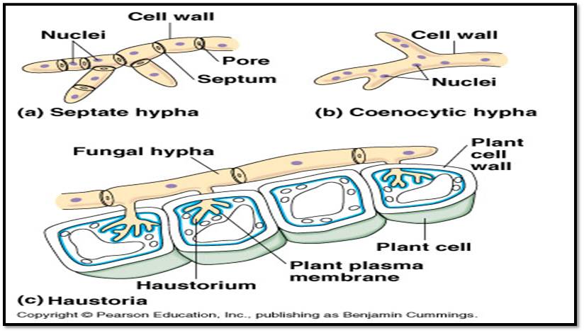 Biologi: Ciri-ciri umum Biologi: Ciri-ciri umum