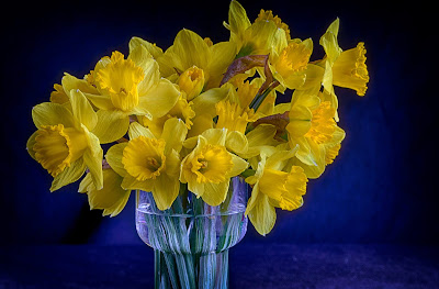 Stock image of daffodils