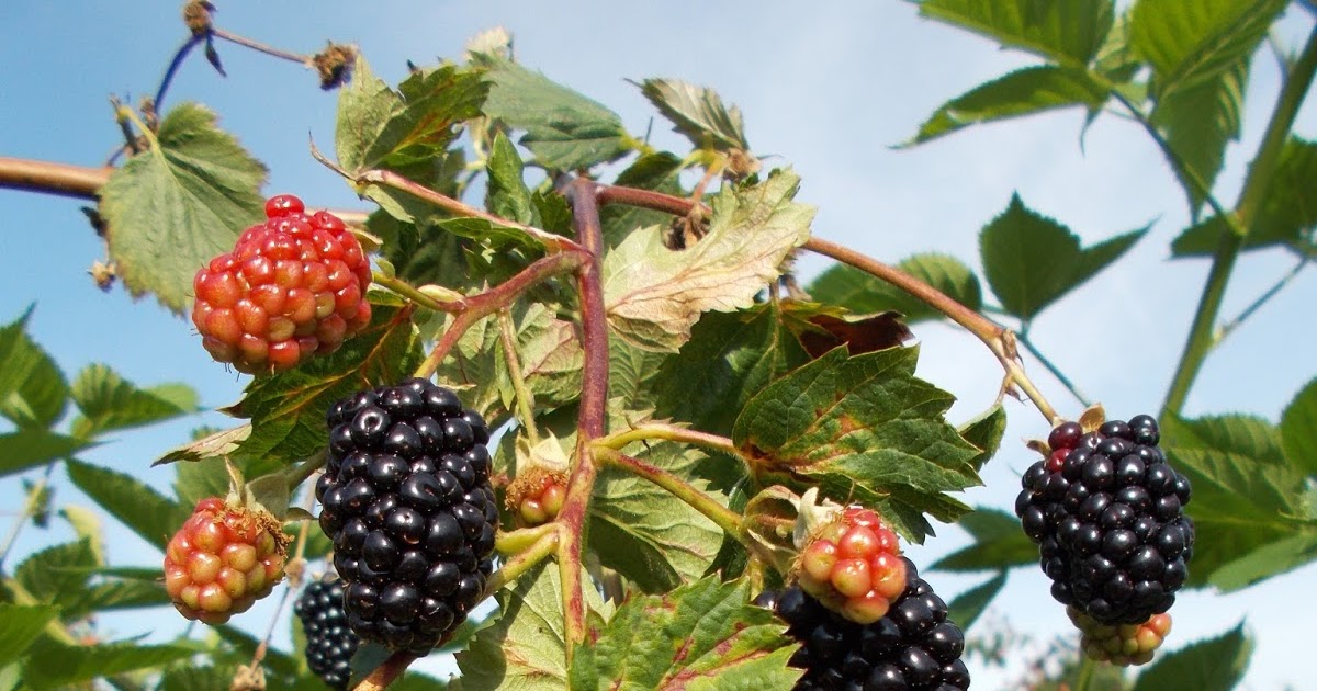 Brenda's Berries & Orchards Four Varieties of Thornless Blackberries