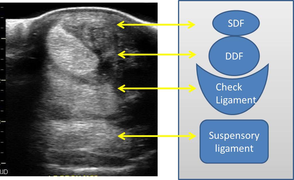 Michael Porter, Equine Veterinarian Superficial digital Flexor
