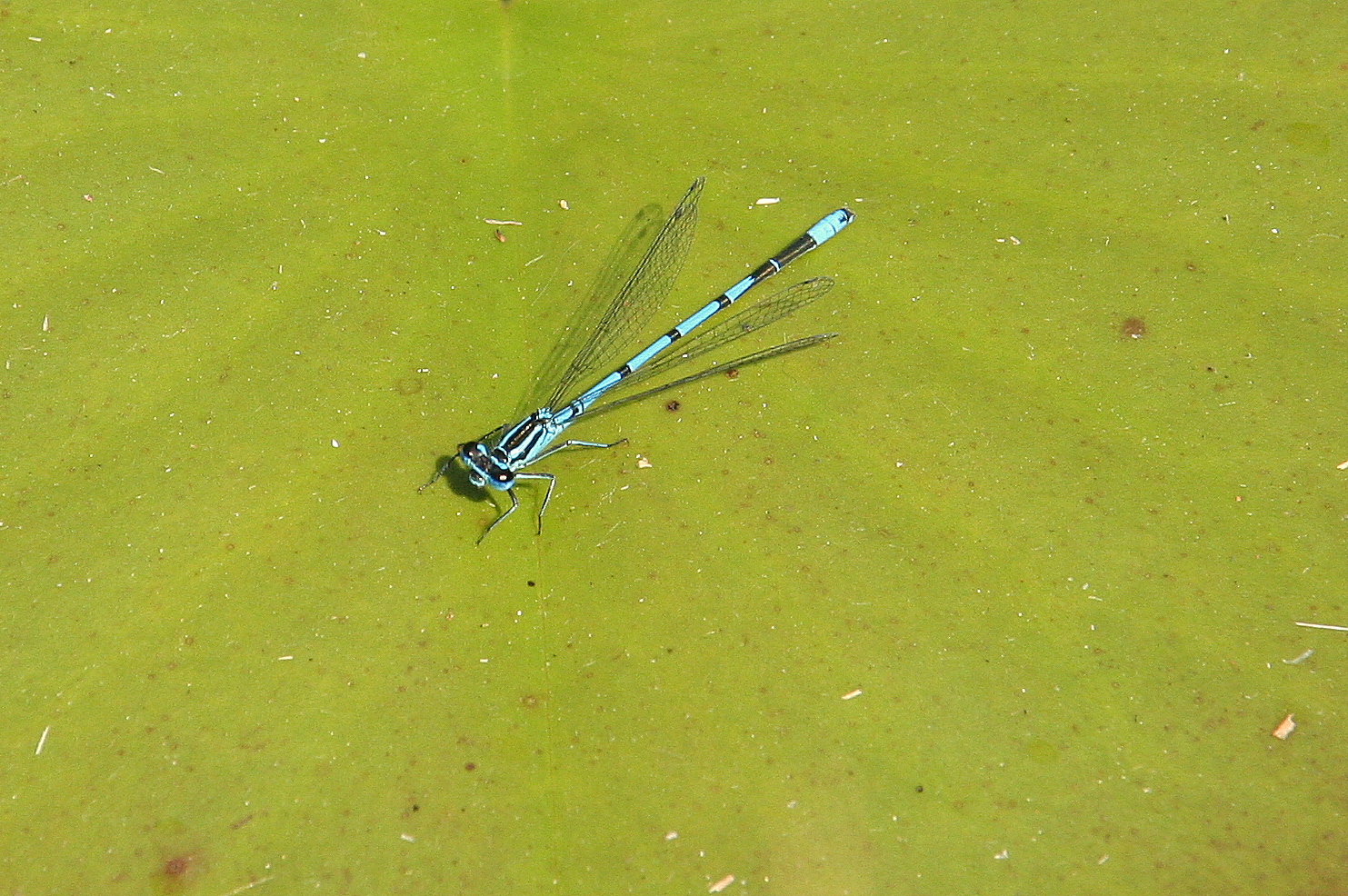 Altenburg am Neckar Wir fliegen CO2frei "über den Teich".