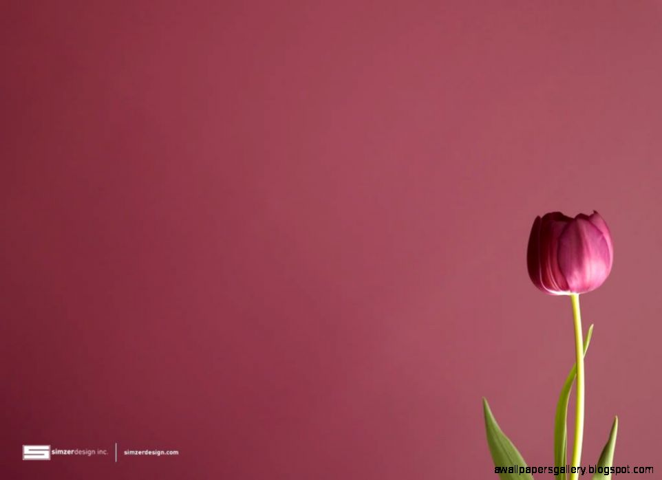 Tulips Wallpaper Background