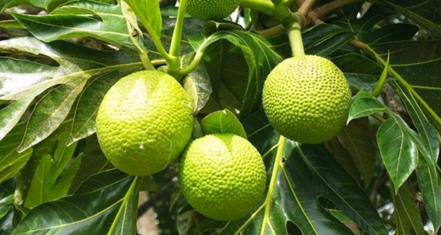 tipo de diabetes khasiat daun sukun untuk