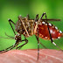 Chikungunya, un virus con cerca de un millón de infectados en América