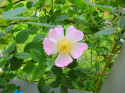 Sommar, sommar och sol?