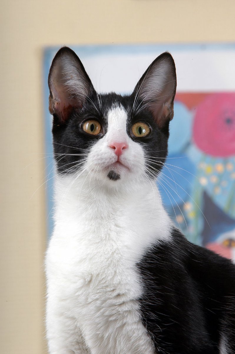 Imágenes de gatos Bobtail Japonés - Cuidar mi Gatito | Todo sobre Gatos