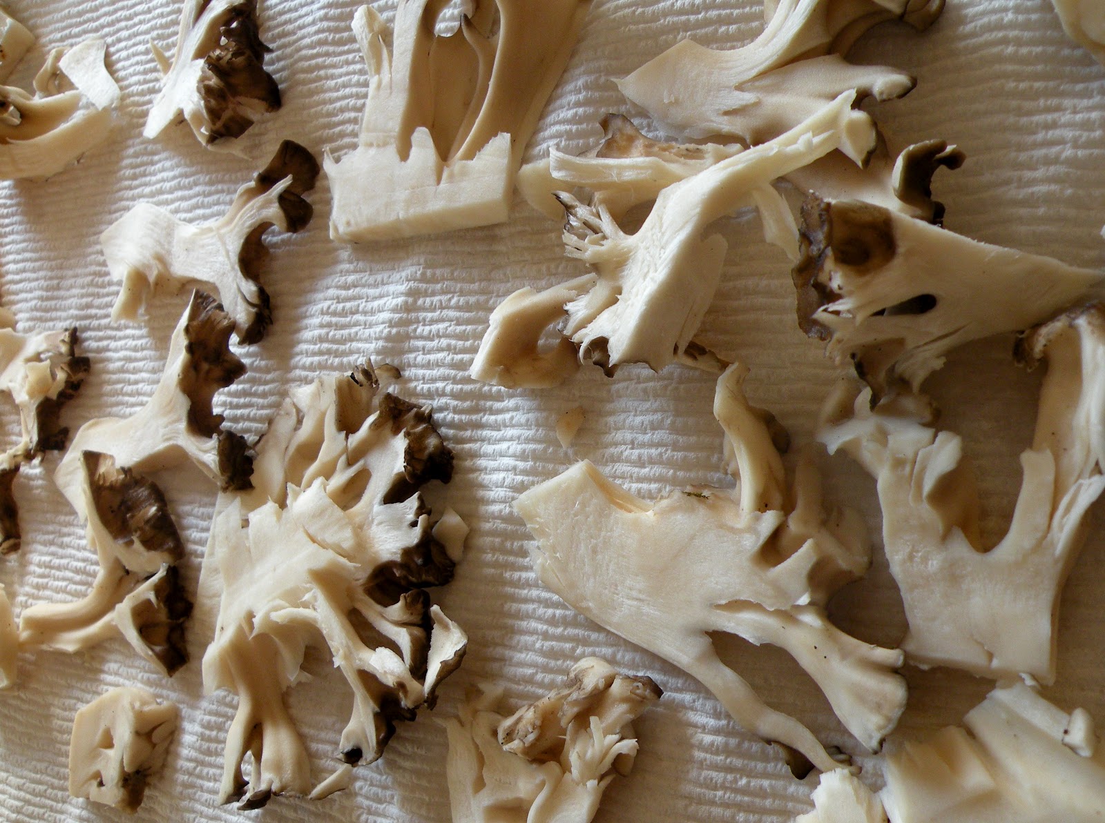 flux biota. Mushroom Hunting in Iowa. Hen of the Woods (aka maitake or sheepshead)