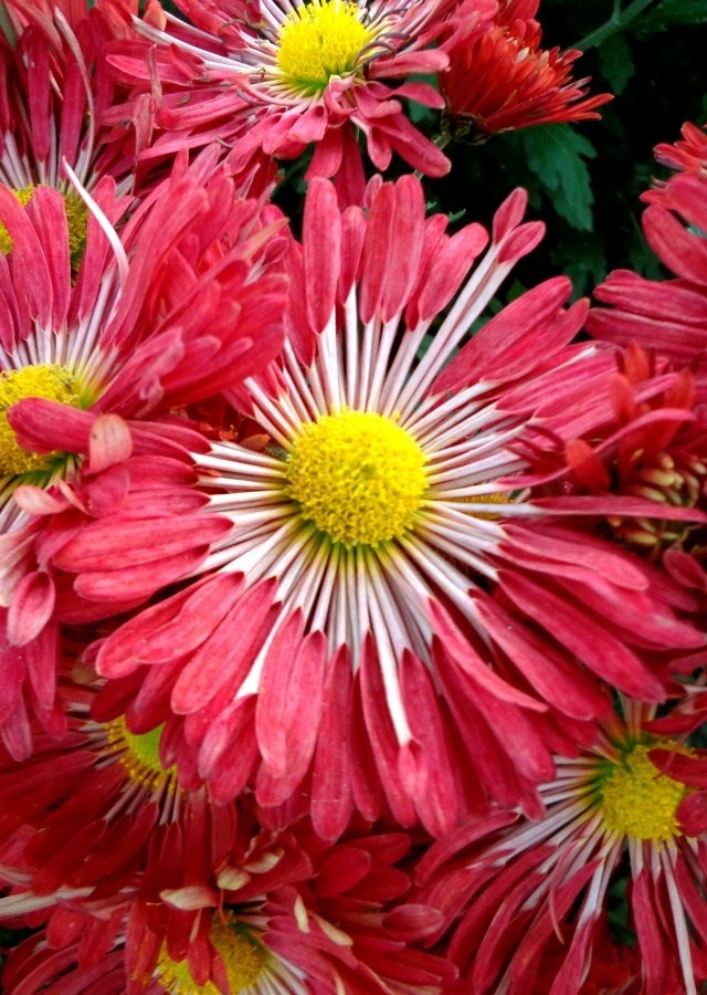 A1 Pictures Chrysanthemum
