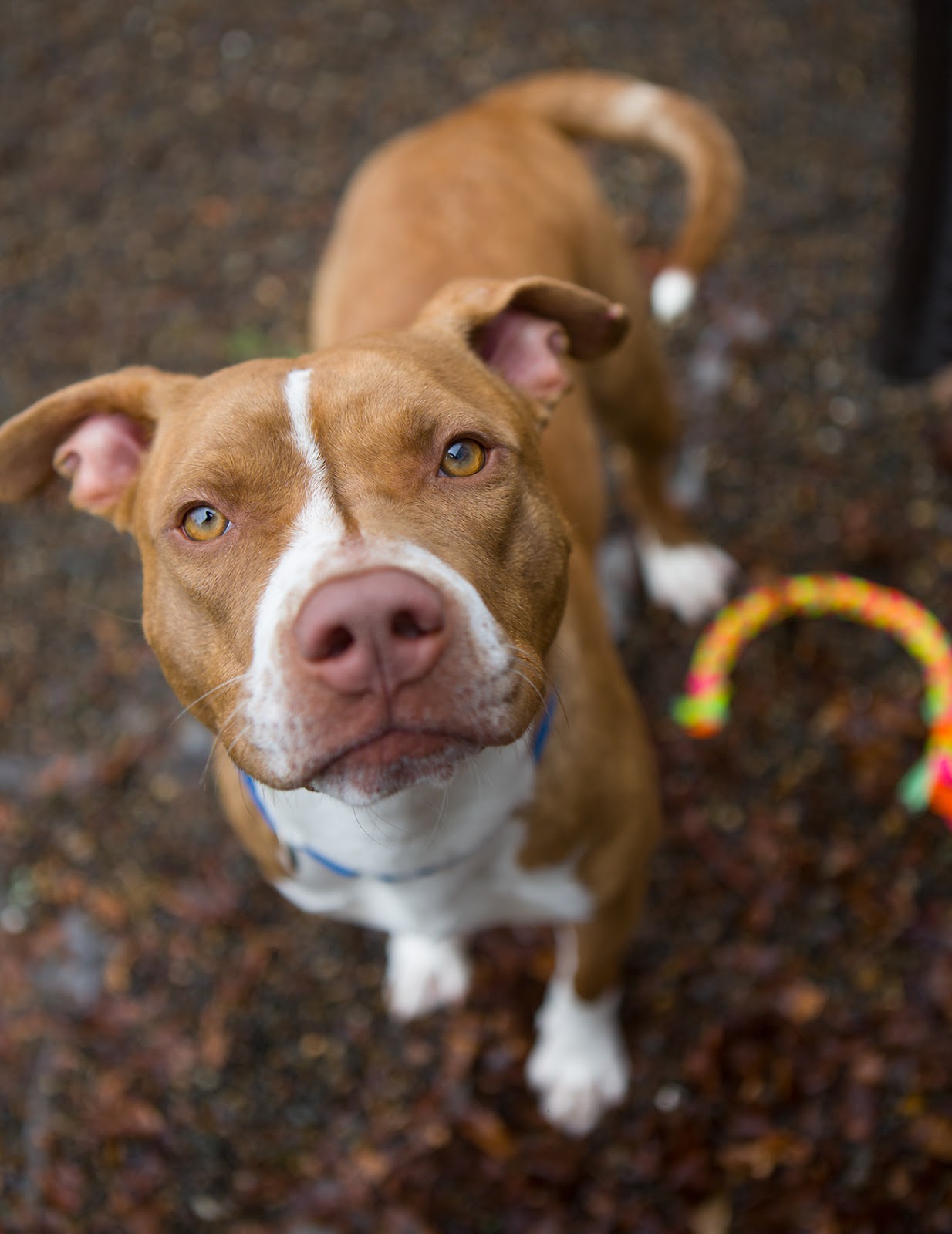 shelter dogs of portland