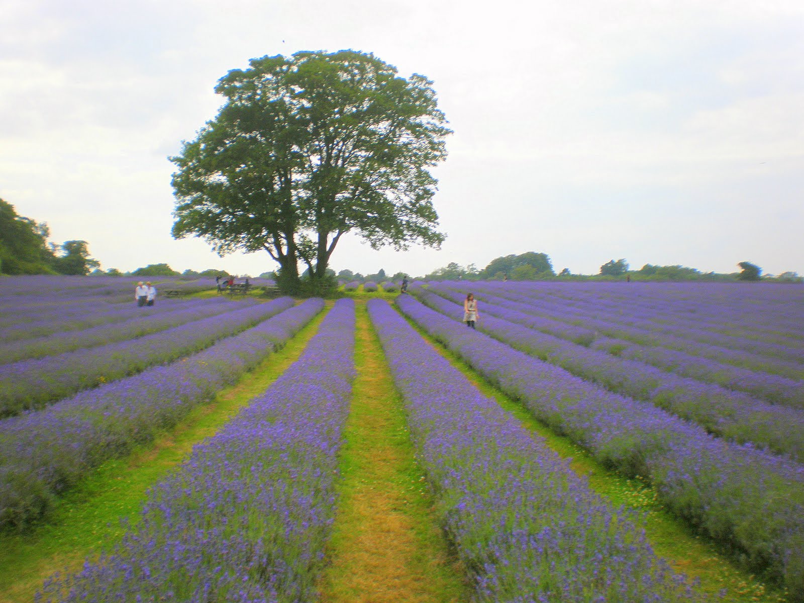 I'll think of something later Lavender fields forever