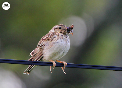 Alondra totovía (Lullula arborea)