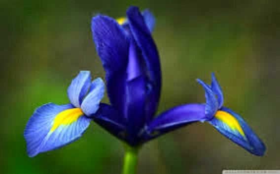 Photo of blue iris